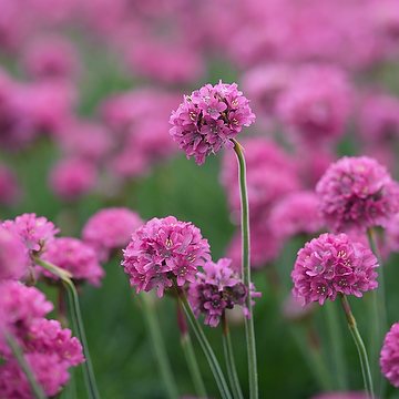 Armeria maritima 'Düsseldorfer Stolz' Strandtrift