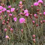 Armeria maritima 'Vesuvius' Rödbladig trift