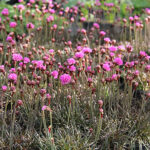 Armeria maritima 'Vesuvius' Rödbladig trift