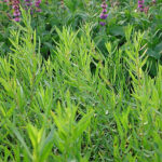 Artemisia dracunculus Fransk dragon