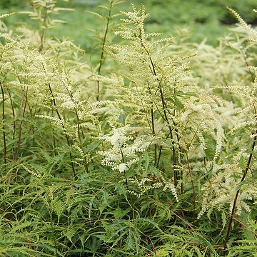 Aruncus dioicus 'Kneiffii' Flikbladig plymspirea
