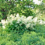 Aruncus dioicus Plymspirea