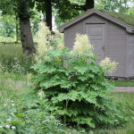 Aruncus dioicus Plymspirea