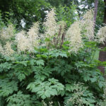 Aruncus dioicus Plymspirea