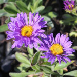 Aster alpinus 'Dunkle Schöne' Alpaster