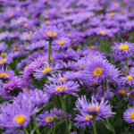 Aster alpinus 'Dunkle Schöne' Alpaster
