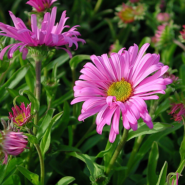 Aster alpinus 'Happy End' Alpaster
