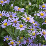 Aster amellus 'Axel Tallner' GK Brittsommaraster