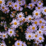 Aster incisus 'Madiva' Fjäderaster