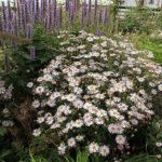 Aster incisus 'Madiva' Fjäderaster