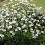Aster incisus 'Madiva' Fjäderaster