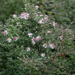 Aster lateriflorus 'Horizontalis' Grenaster