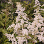 Astilbe Arendsii-Gr. 'Brautschleier' Astilbe