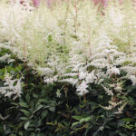 Astilbe Arendsii-Gr. 'Brautschleier' Astilbe