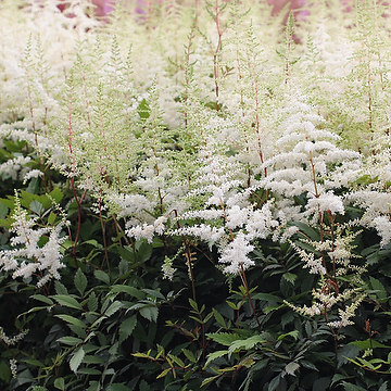 Astilbe Arendsii-Gr. 'Brautschleier' Astilbe
