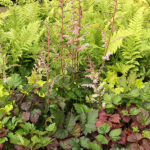 Astilbe Arendsii-Gr. COLOR FLASH Astilbe