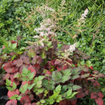 Astilbe Arendsii-Gr. COLOR FLASH Astilbe