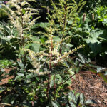 Astilbe Arendsii-Gr. 'Cappuccino' 2L Astilbe