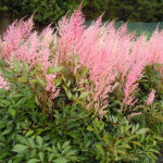 Astilbe Arendsii-Gr. 'Cattleya' Astilbe