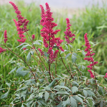 Astilbe Arendsii-Gr. 'Fanal' Astilbe