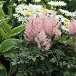 Astilbe Arendsii-Gr. 'Look at me' 2L Astilbe