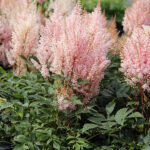 Astilbe Arendsii-Gr. 'Look at me' 2L Astilbe