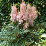 Astilbe Arendsii-Gr. 'Look at me' 2L Astilbe