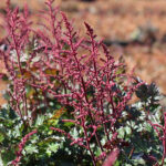 Astilbe 'Delft Lace' 2L Astilbe
