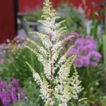 Astilbe 'Happy Spirit' Astilbe
