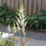 Astilbe 'Happy Spirit' Astilbe