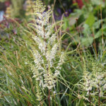 Astilbe 'Happy Spirit' Astilbe