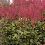 Astilbe Japonica-Gr. 'Elisabeth van Veen' 2L Silverastilbe