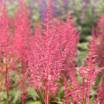 Astilbe Japonica-Gr. 'Elisabeth van Veen' 2L Silverastilbe
