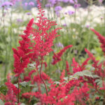 Astilbe Japonica-Gr. 'Montgomery' 2L Silverastilbe