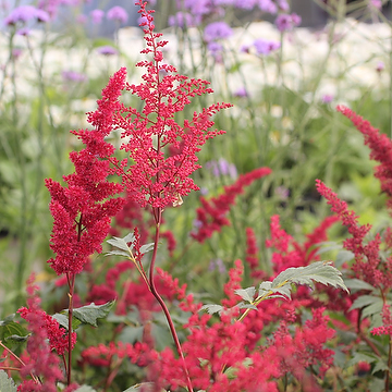 Astilbe Japonica-Gr. 'Montgomery' 2L Silverastilbe