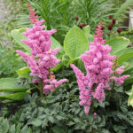 Astilbe 'Little Vision in Purple' 2L Astilbe