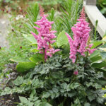 Astilbe 'Little Vision in Purple' 2L Astilbe