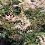 Astilbe Simplicifolia-Gr. 'Sprite' Fjäderastilbe