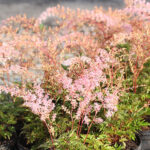 Astilbe Simplicifolia-Gr. 'Sprite' Fjäderastilbe