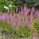 Astilbe chinensis 'Pumila' Dvärgastilbe