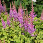 Astilbe chinensis 'Pumila' Dvärgastilbe