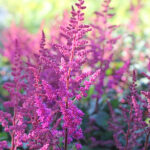 Astilbe chinensis 'Vision in Red' Plymastilbe