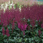 Astilbe chinensis 'Vision in Red' Plymastilbe