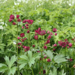 Astrantia 'Star of Passion' 2L Stjärnflocka