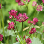 Astrantia 'Star of Passion' 2L Stjärnflocka