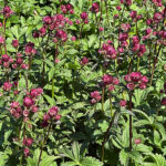 Astrantia major 'Magical Red' NY Stjärnflocka