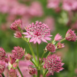 Astrantia major 'Roma' Stjärnflocka