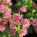 Astrantia major 'Roma' Stjärnflocka