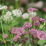 Astrantia major 'Rosensinfonie' Stjärnflocka