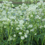 Astrantia major 'Snow Star' 2L Vit stjärnflocka
